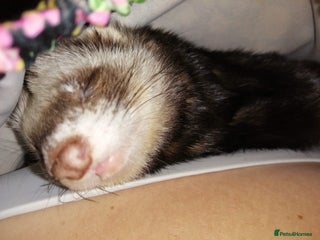 Ferret rodents 4 Ferrets need rehoming - Advert 1