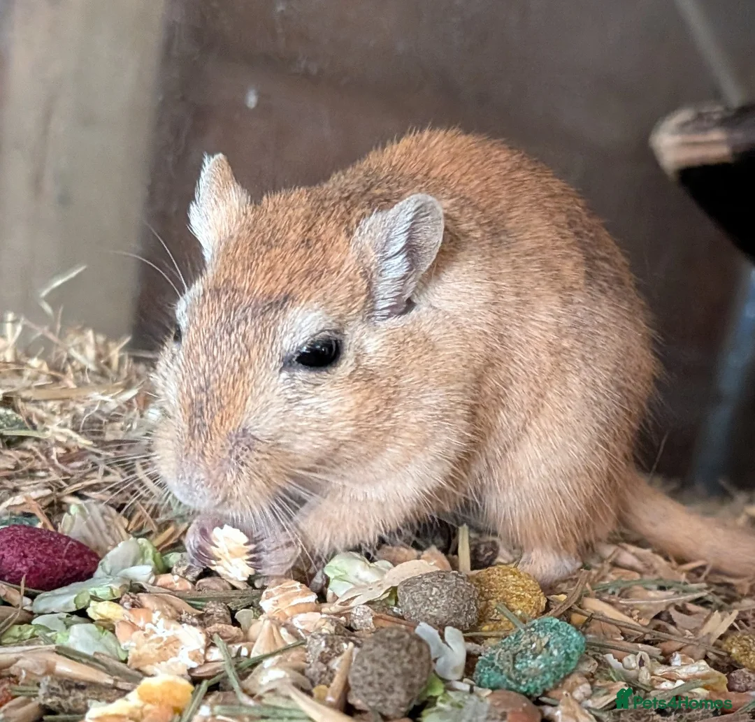 Gerbil rodents for sale: Beautiful juvenile gerbils - Advert 6