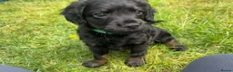 Cockapoo dogs for sale: Cockapoo puppies thoroughly health tested - Advert 2