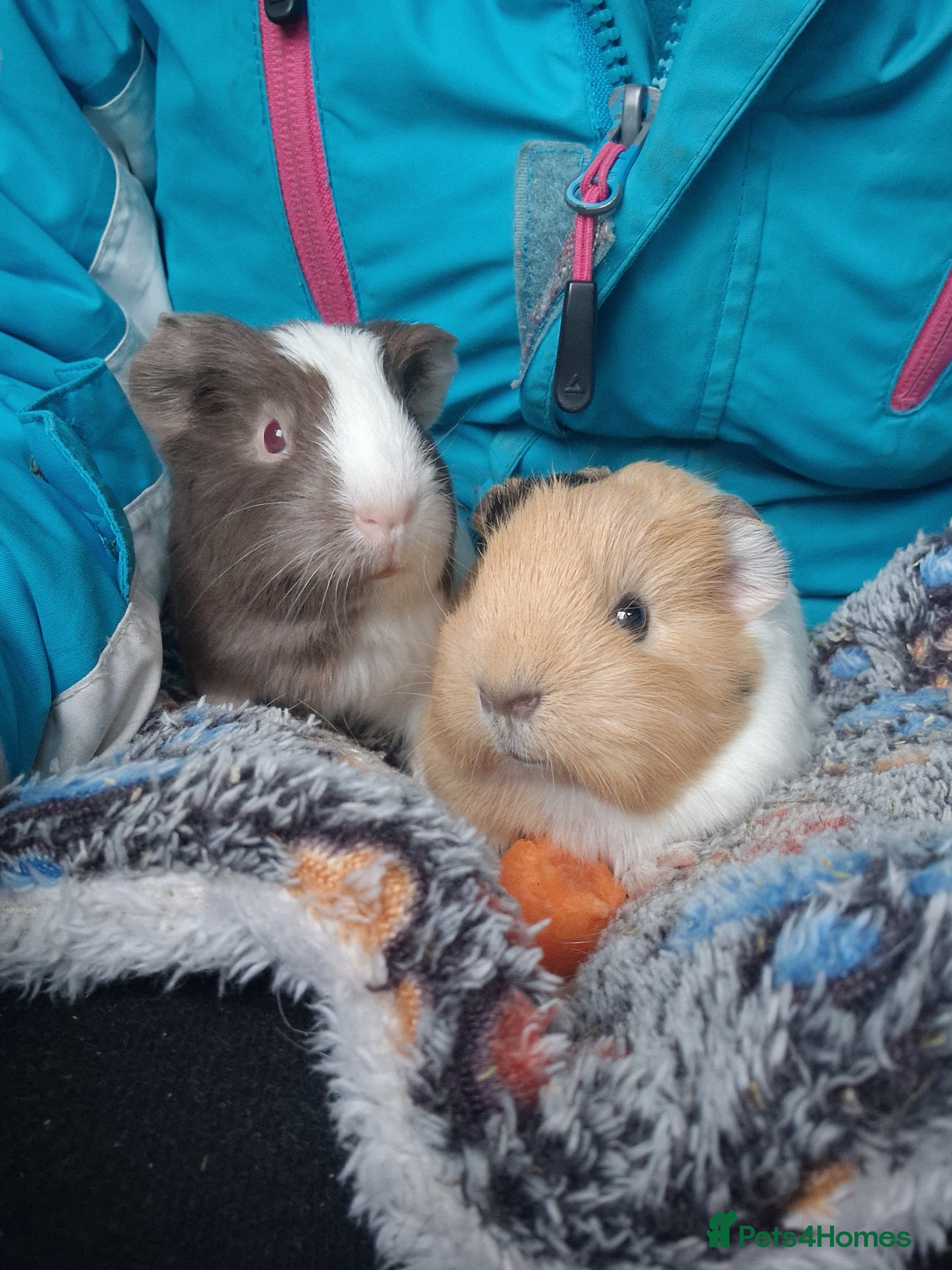 Guinea Pig rodents 💙2 shelte breed💙 / 24nd mar 26 - Advert 17