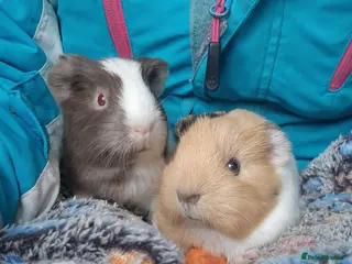 Guinea Pig rodents 💙2 shelte breed💙 / 24nd mar 26 - Advert 17