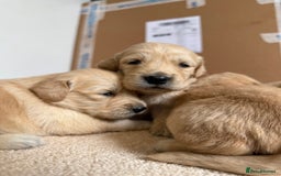 Golden Retriever dogs for sale: Stunning KC Registered Golden Retriever Puppies - Image 2