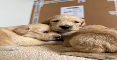 Golden Retriever dogs - Advert 2
