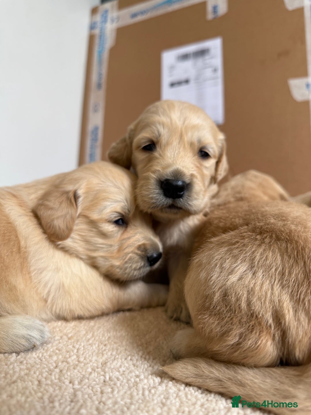 Golden Retriever dogs for sale: Stunning KC Registered Golden Retriever Puppies - Image 2