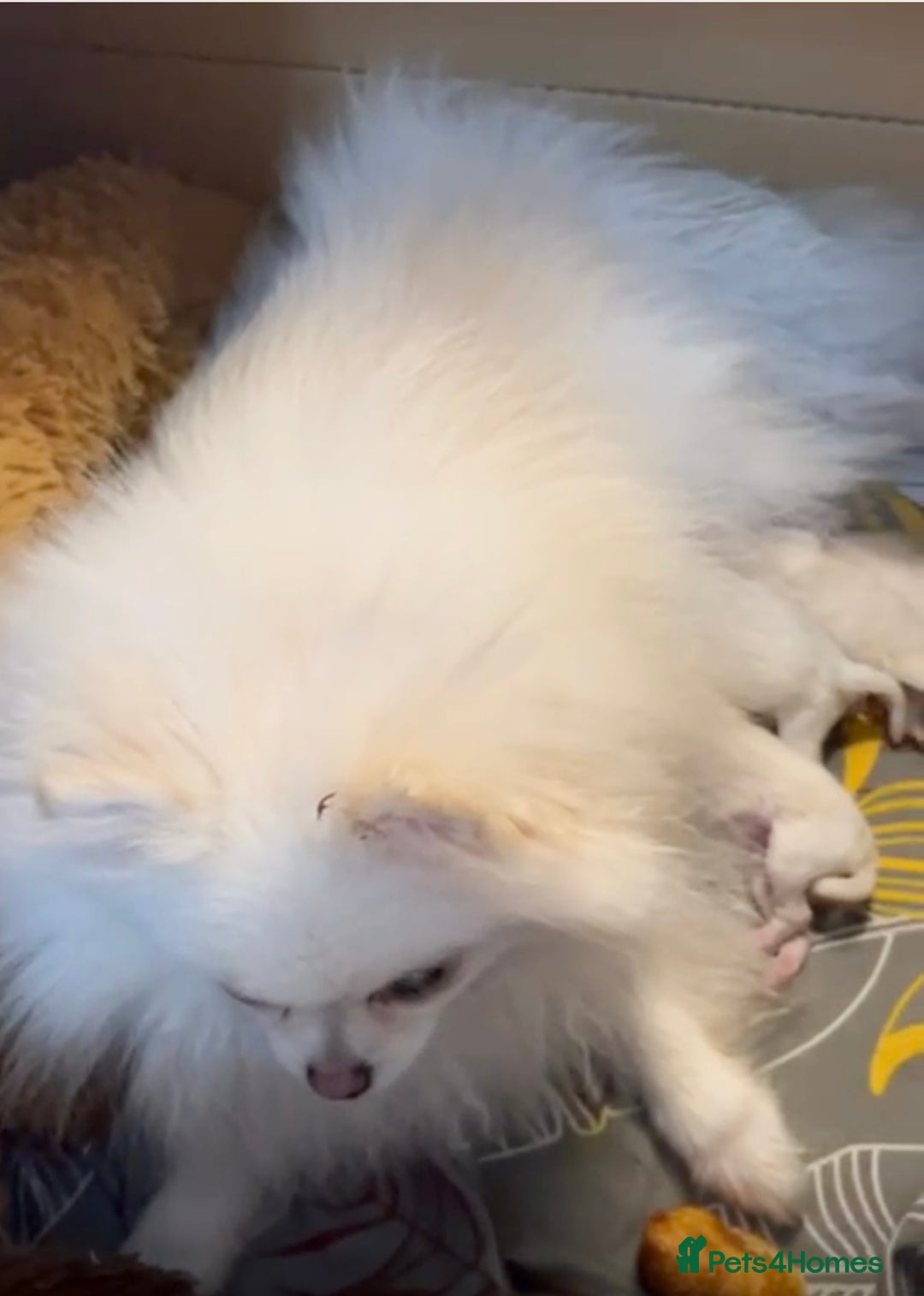 Pomeranian dogs for sale: Pomeranian puppies white - Advert 2