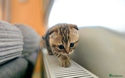 Scottish Fold cats for sale: British shorthair and Scottish fold - Image 19
