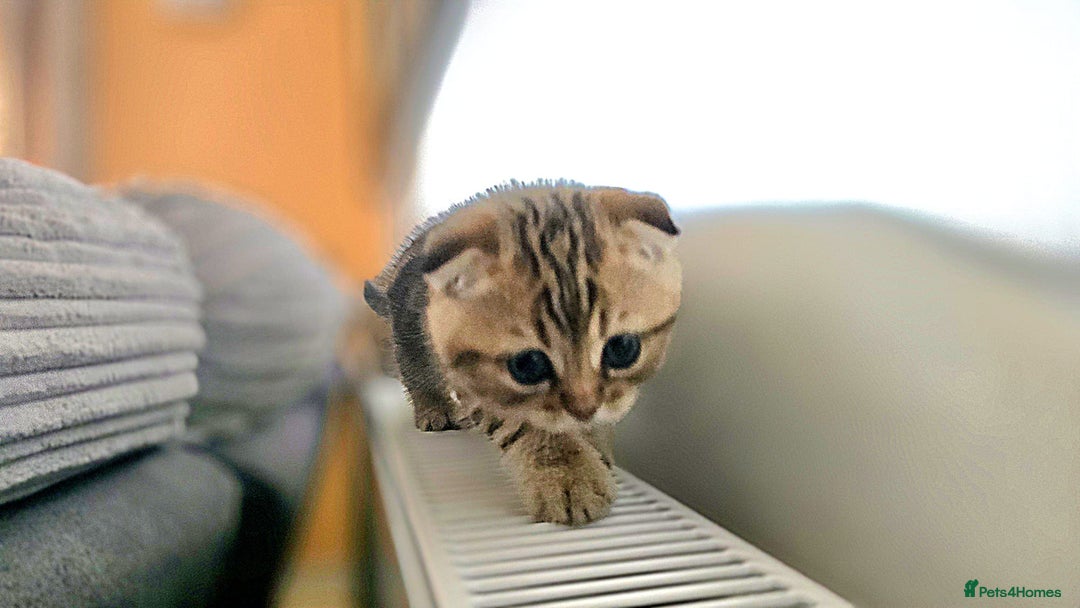 Scottish Fold cats for sale: British shorthair and Scottish fold - Image 19