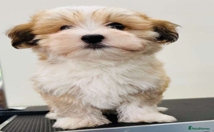 Havanese dogs - Advert 2