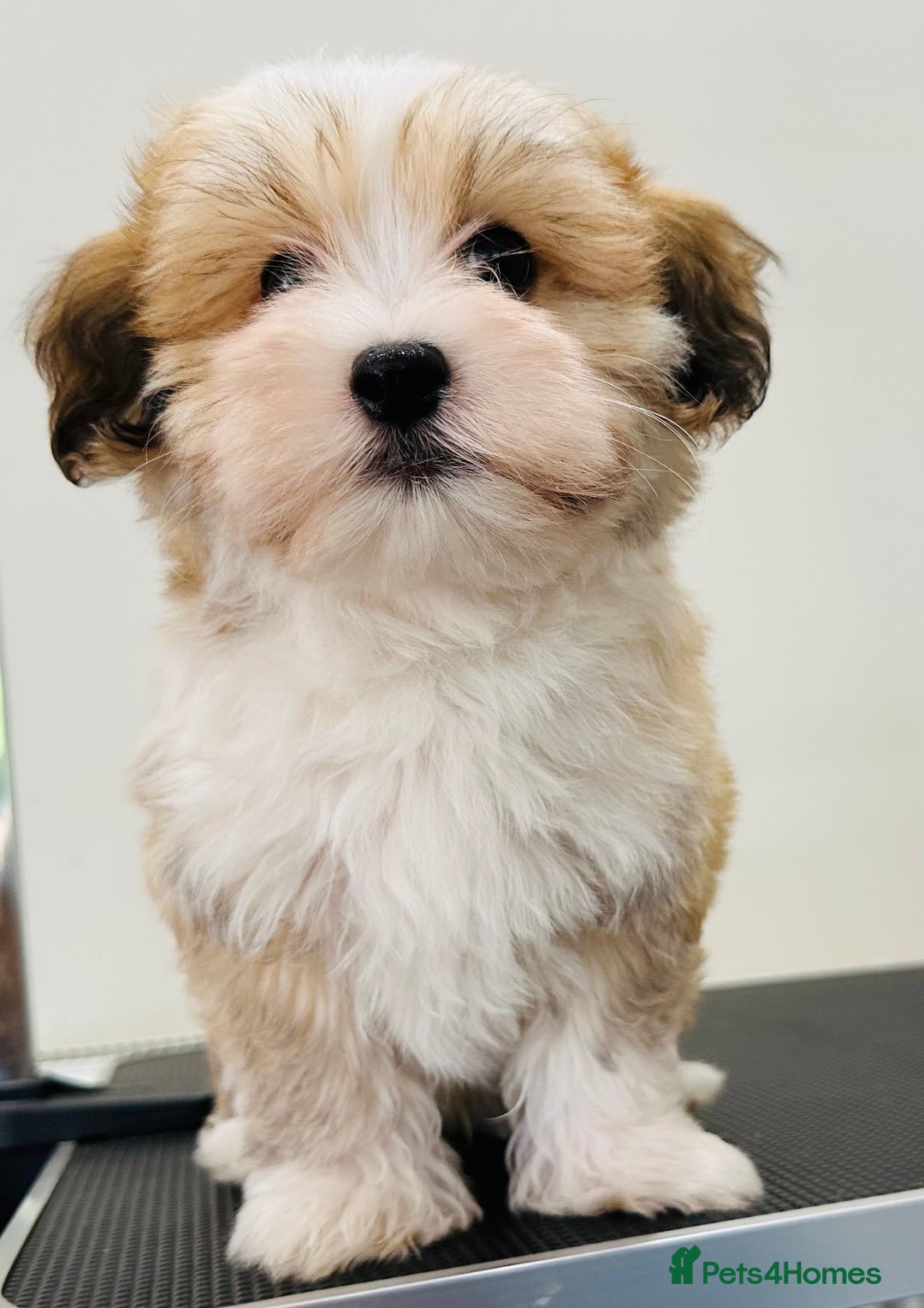 Havanese dogs for sale: Havanese Puppies - KC Reg, Champ Show Lines - Image 1