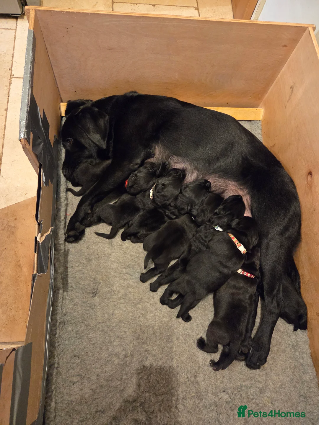 Labrador Retriever dogs for sale: 8 beautiful chunky black KC registered puppies - Advert 19