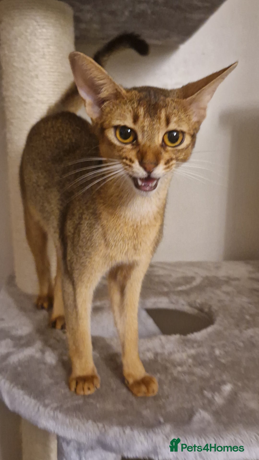 Abyssinian cats for sale: Beautifull Queen 🥰 - Image 7