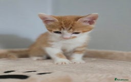 Mixed Breed cats for sale: 5 Kittens LEFT! Friendly and Lovable - Image 10