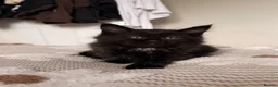 Maine Coon cats for sale: MAINE COON KITTENS. Some polydactyl.  - Advert 13