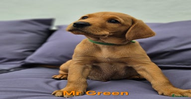 Labrador Retriever dogs in Wetherby - Advert 3
