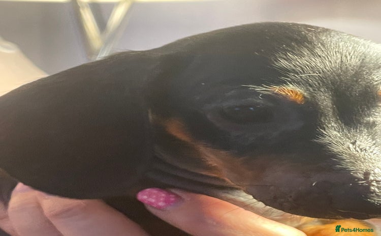 Dachshund dogs - Advert 1