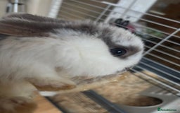 Rex rabbits for sale: Baby Rabbits for sale  - Advert 8