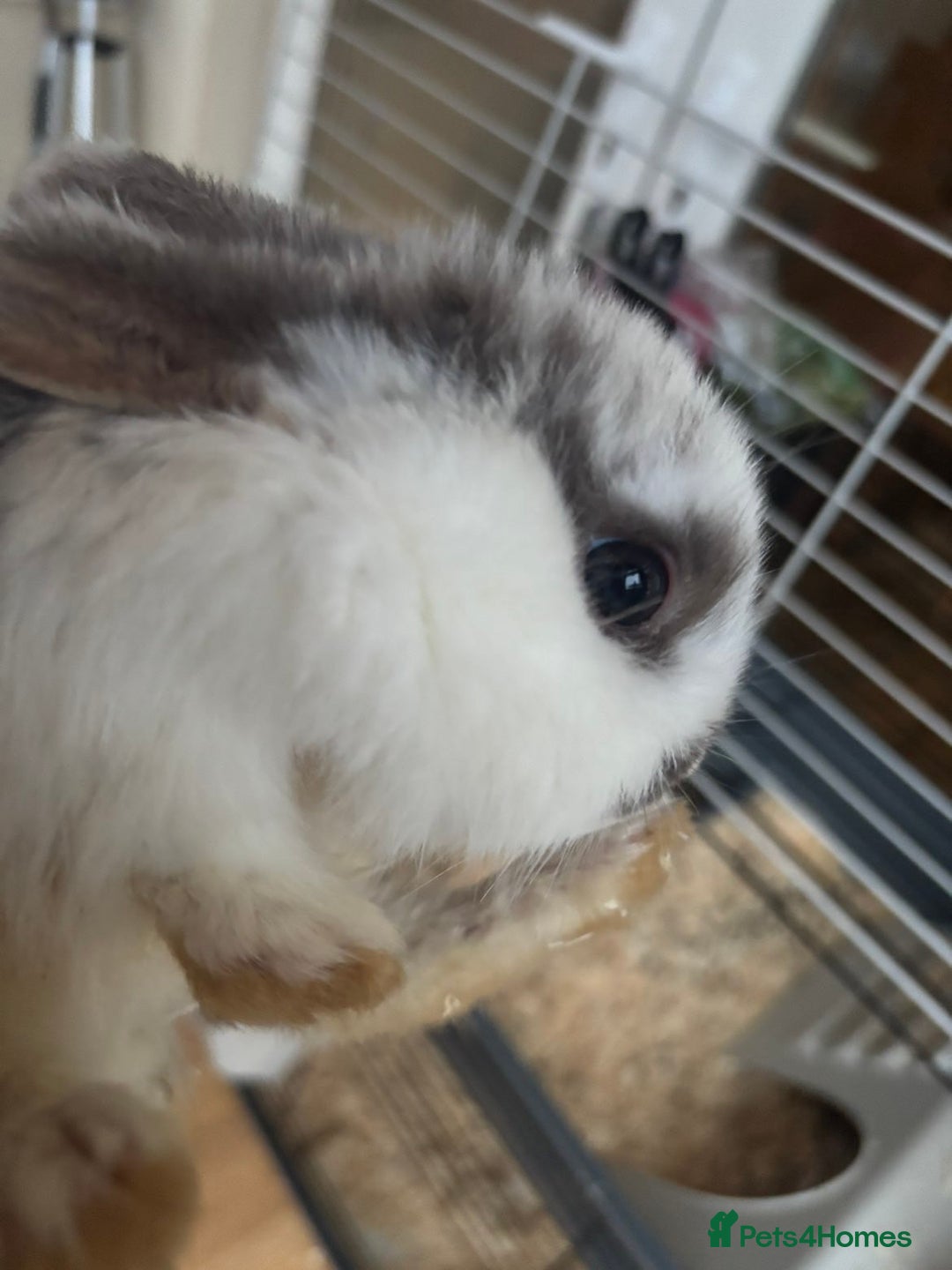 Rex rabbits for sale: Baby Rabbits for sale  - Advert 8