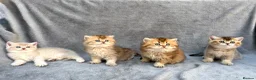 British Longhair cats for sale: Pedigree British shorthair & longhair golden  - Advert 6