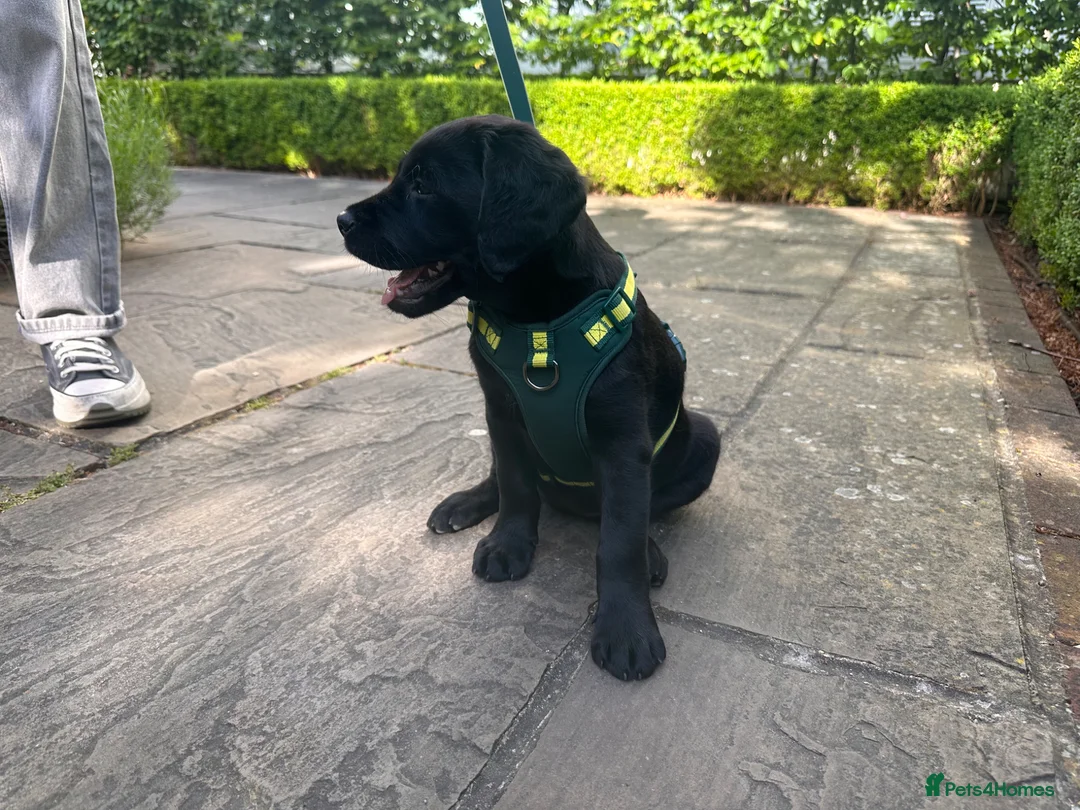 Goldador dogs for sale: Beautiful Goldador girl ready for collection  - Advert 2