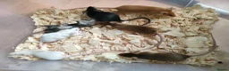 Mouse rodents for sale: Fancy pet mice - Advert 6