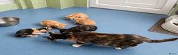 Mixed Breed cats for sale: Rare female ginger, & calico kittens - Advert 1