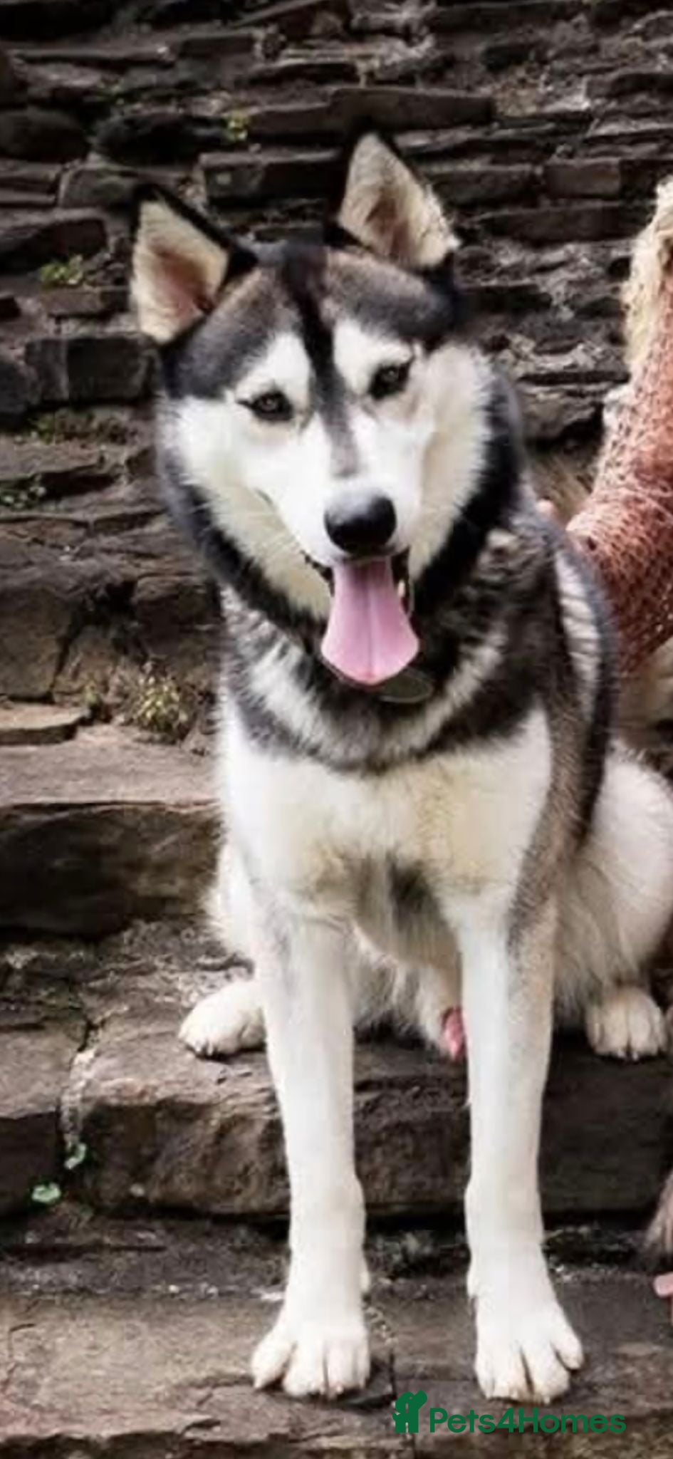 Siberian Husky dogs Gorgeous siberian Husky STUD - Advert 4
