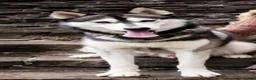 Siberian Husky dogs for stud: Gorgeous siberian Husky STUD in Port Talbot - Advert 1
