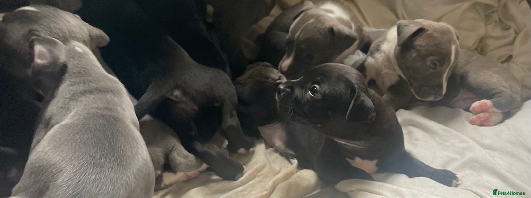 Staffordshire Bull Terrier dogs for sale: Original "Old-Blood" Black/Blue Staff pups *RARE* - Image 10