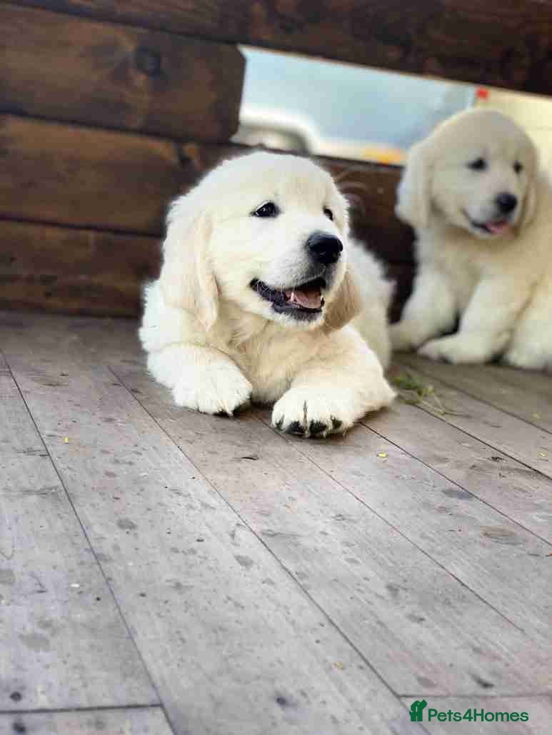 Golden Retriever dogs for sale: Delightfully litter golden retriever puppies in Baldock - Advert 4