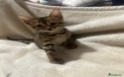 Bengal cats for sale: Beautiful bengals  - Advert 15