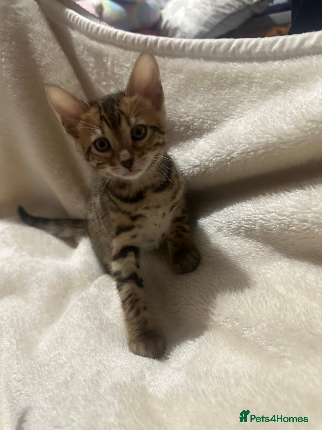 Bengal cats for sale: Beautiful bengals  - Advert 15