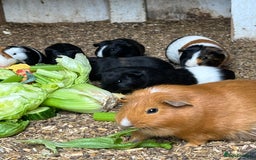 Guinea Pig rodents for sale: Beautiful Baby Guinea Pigs🐹 - Image 5
