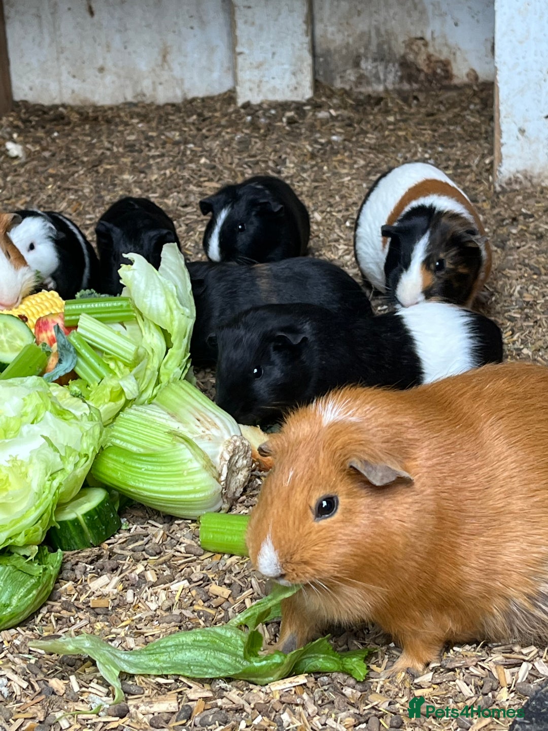 Guinea Pig rodents for sale: Beautiful Baby Guinea Pigs🐹 - Image 5