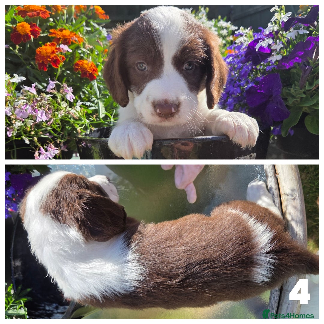 Sprollie dogs for sale: Sprollie puppies - Image 7