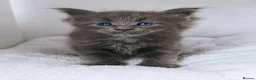 Maine Coon cats for sale: DNA health tested blue maine coon kittens - Advert 8
