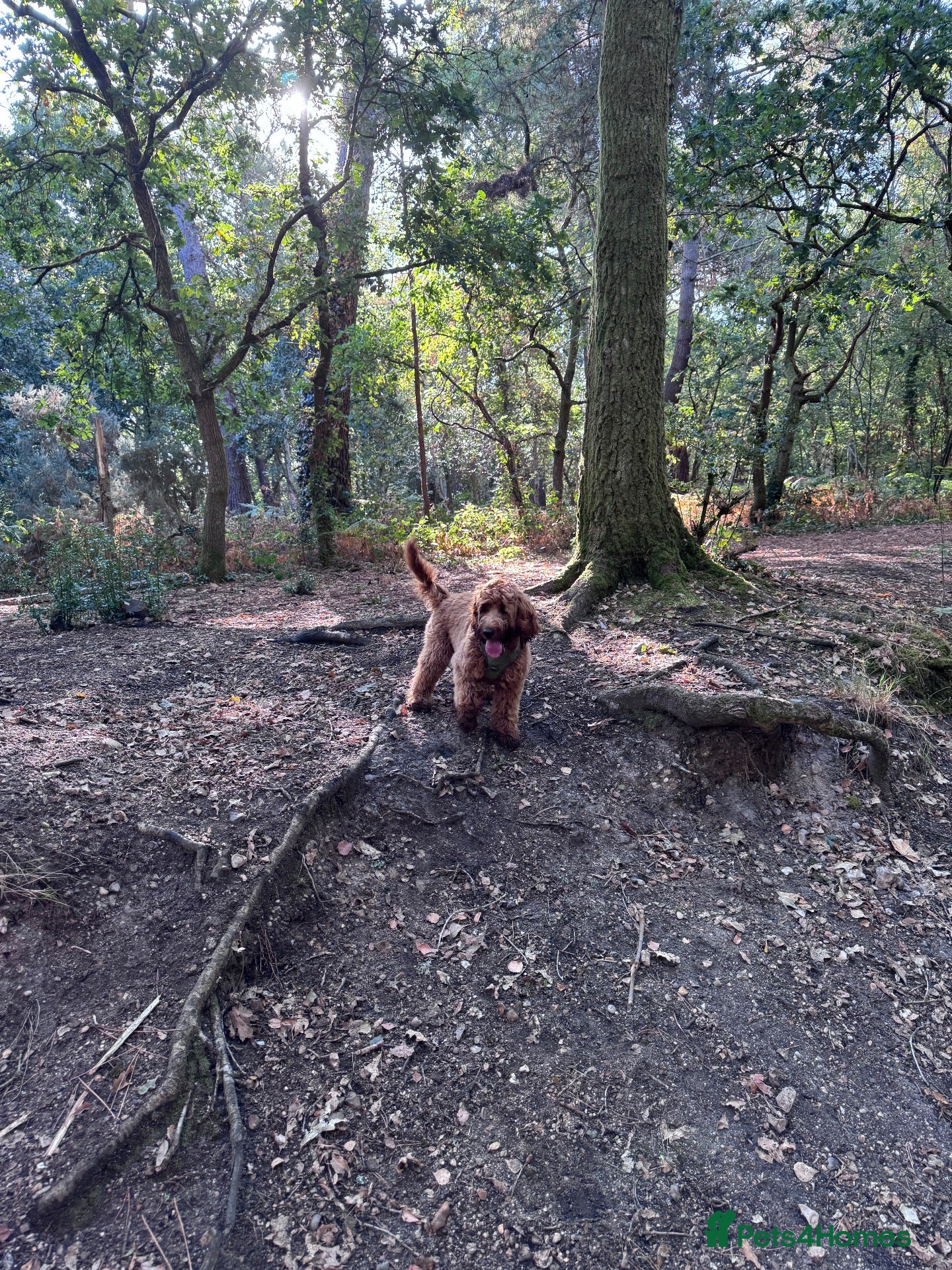 Cavapoo dogs Daisy 7 Month old Cavapoo - Advert 2