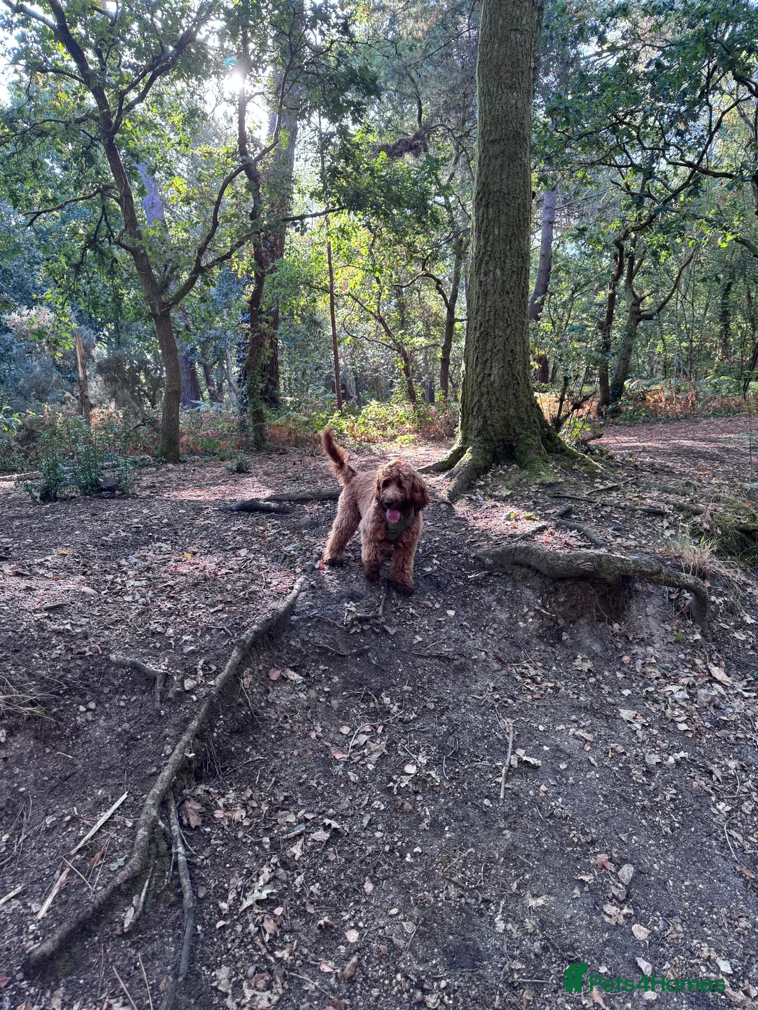 Cavapoo dogs for sale: Daisy 7 Month old Cavapoo - Advert 1