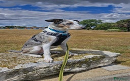 Border Collie dogs for sale: Merlin  - Image 2