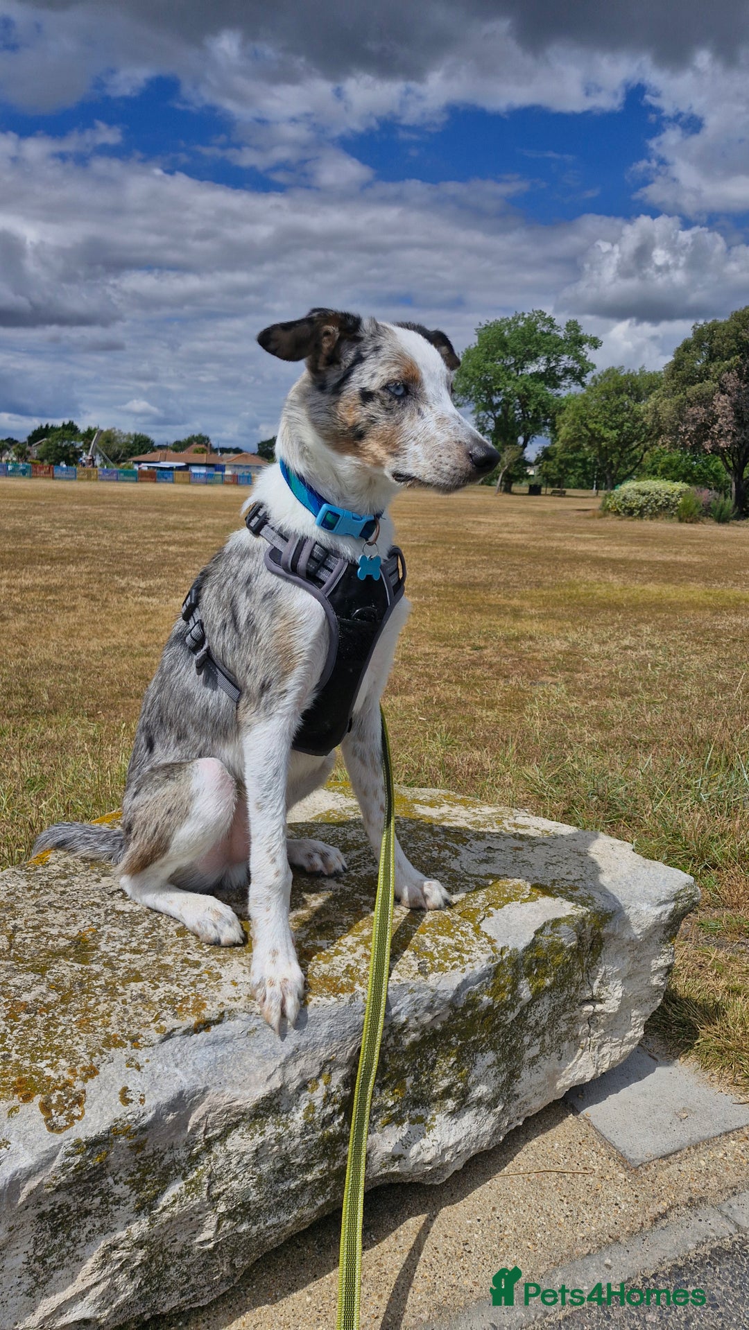 Border Collie dogs for sale: Merlin  - Image 2