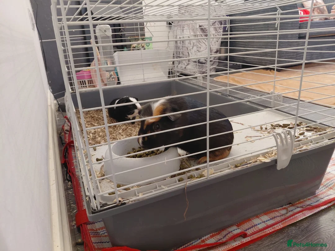 Guinea Pig rodents for sale: For adoption  in London - Advert 6