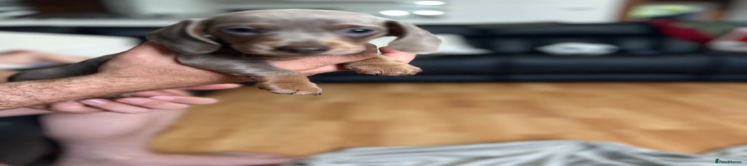 Dachshund Puppy 1