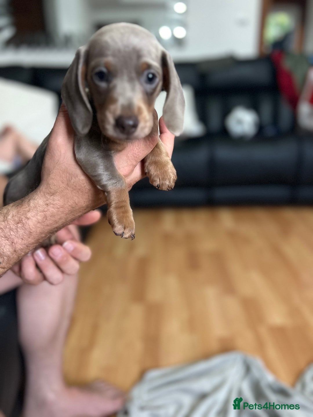 Dachshund dogs for sale: 2 Beautiful miniture dachshunds left  - Image 17