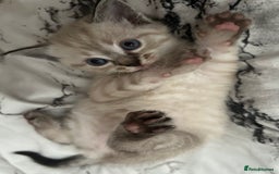 Birman cats for sale: Beautiful pedigree kittens for sale  - Image 6