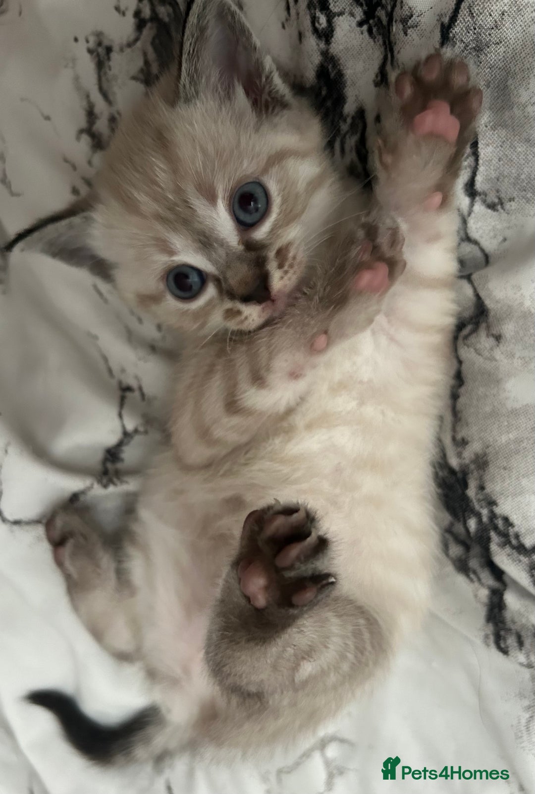 Birman cats for sale: Beautiful pedigree kittens for sale  - Image 6