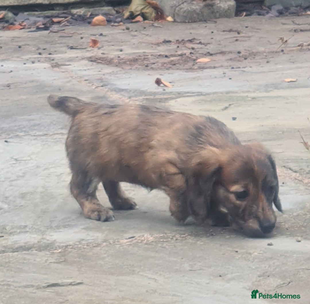 Miniature Dachshund dogs for sale: Miniature Longhaired Dachshund Puppies  - Image 20