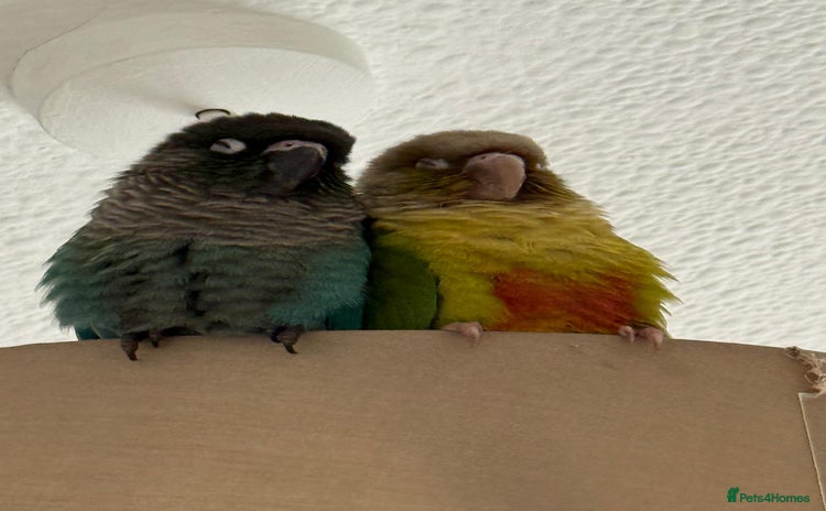 Conures birds - Advert 9