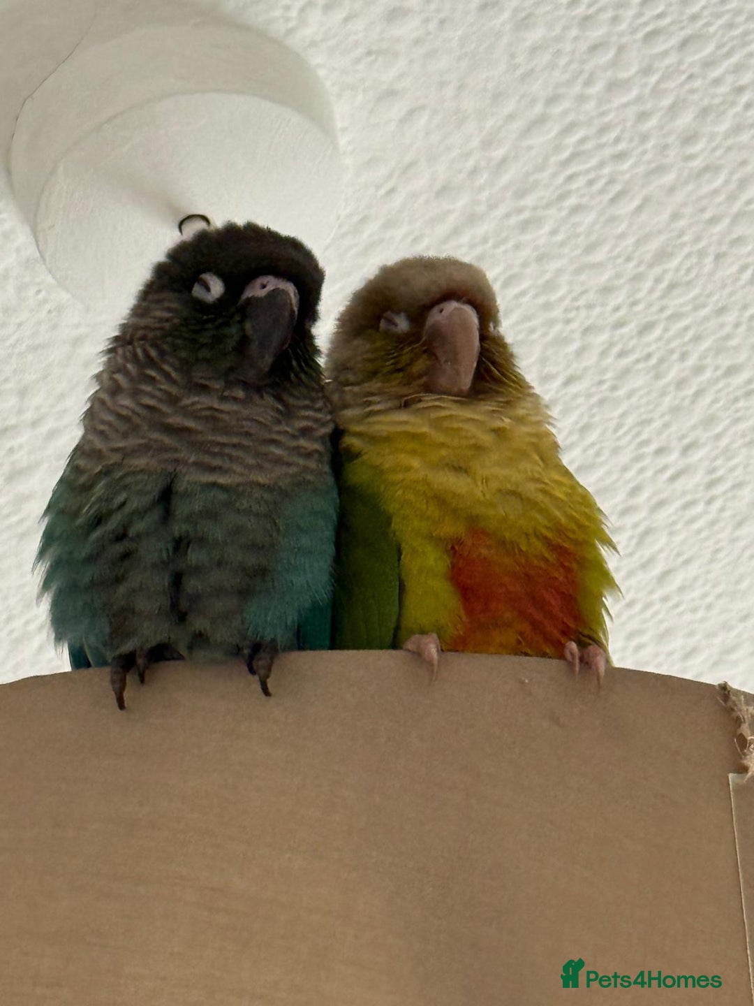 Conures birds for sale: 🦜 2 Conures for Sale – Bonded Pair 🦜 - Image 1