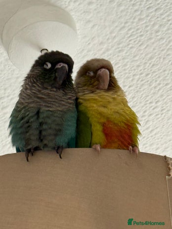 Conures birds - Advert 5