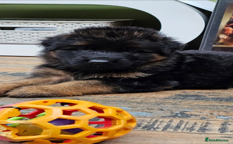 German Shepherd dogs - Advert 2