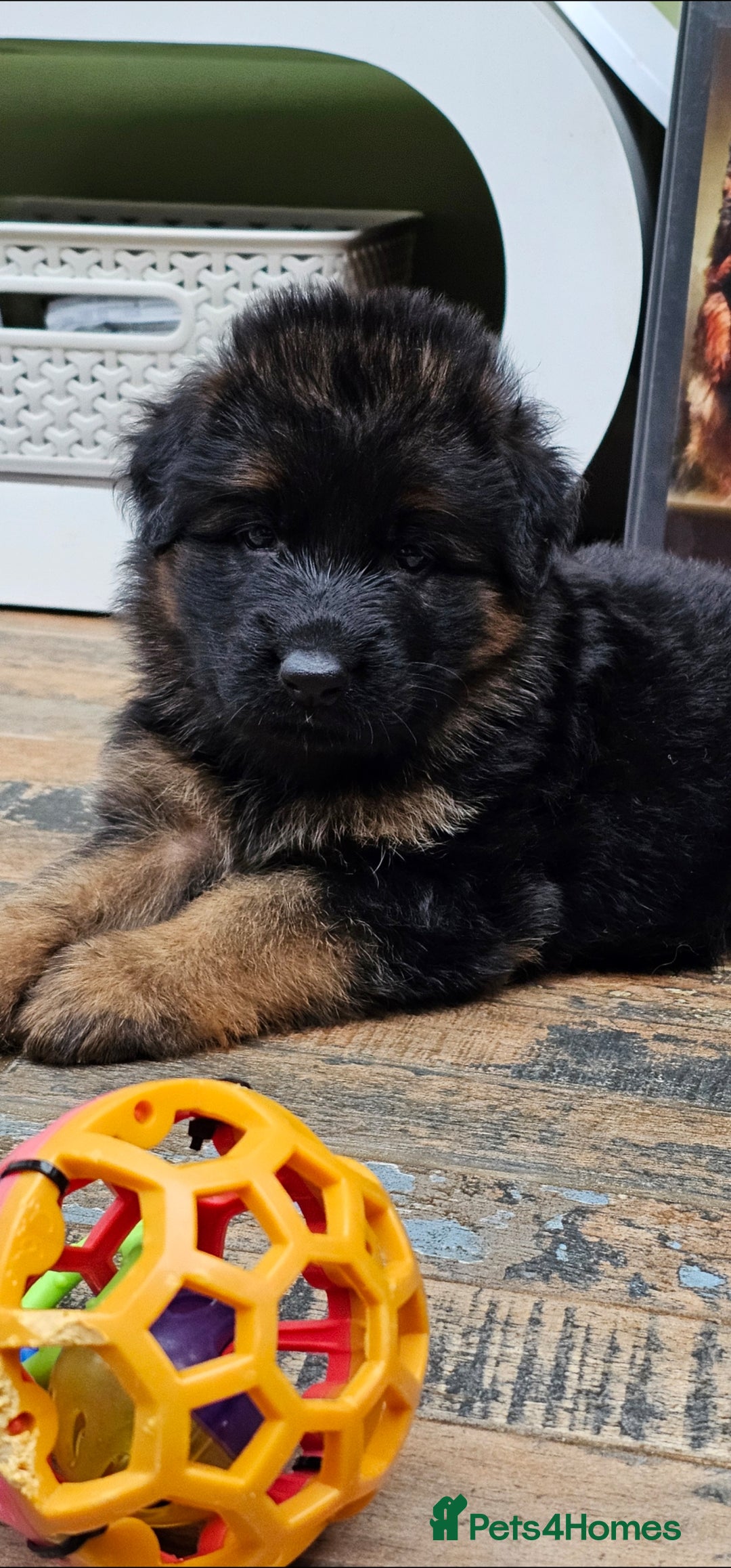 German Shepherd dogs for sale: BOTH PARENTS ARE ALL DNA TESTS CLEAR  - Image 1